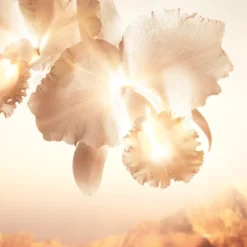 Orchidée Impériale Gold Nobile Sérum Anti-envelhecimento