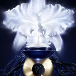 Orchidée Impériale La Crème
